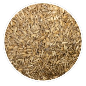 Graines de Chardon Marie- conditionnées en vrac - Manitoba