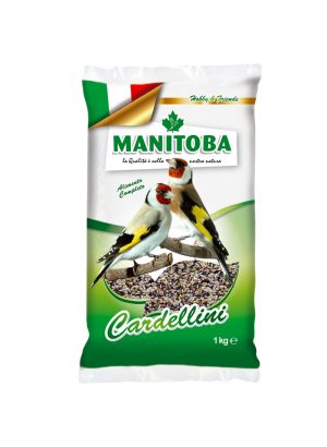 Manitoba Cardellino Chardonneret