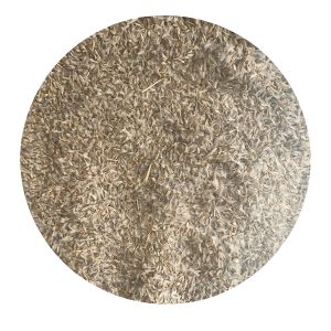 Chardon Laiteux - Galactites tomentosa - Chouk